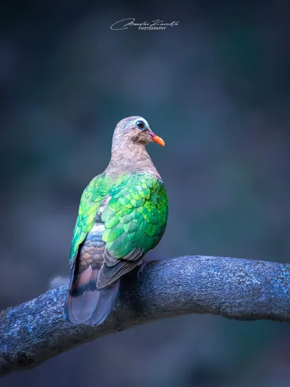 The back of an Asian Emerald Dove, showing off the full extent of its shimmering green wings. The cool, blue-toned lighting gives the image a calm, serene feel.