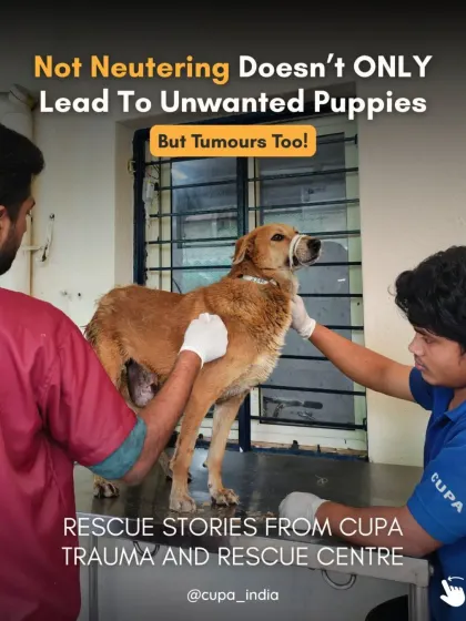 Not neutering doesn't just lead to unwanted puppies, but also painful tumors. This dog is being treated for a Transmissible Venereal Tumor (TVT), a preventable condition.
