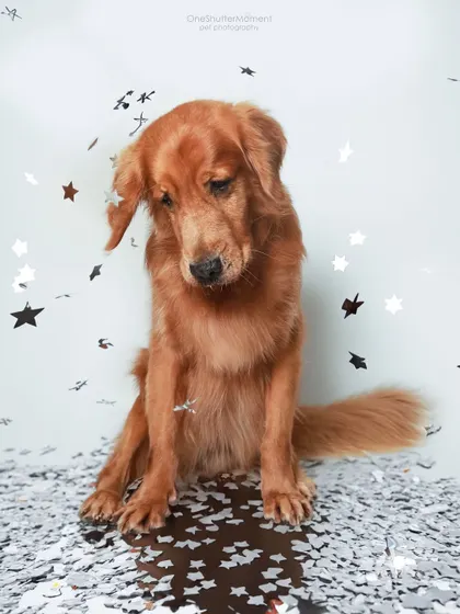 A quiet moment after the confetti storm. Even the most energetic party animal needs a little break, and this golden retriever looks so sweet and thoughtful amidst the glitter.
