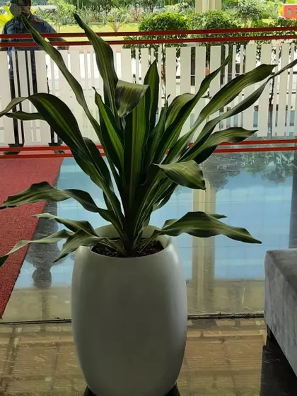 Another view of the Dracaena at the office entrance, showing how a single large plant can significantly enhance a space.