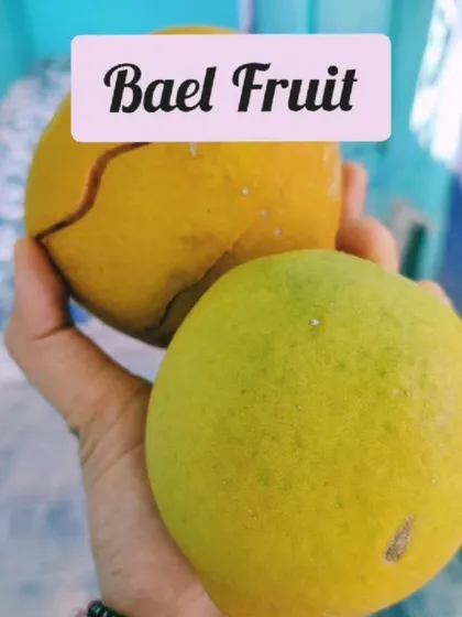 Here is a closer look at the Bael fruit. I recommend its juice or pulp for its gut soothing properties and its ability to help manage skin problems and diabetes.