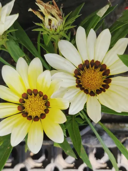 Two varieties of white and yellow Gazania blooming side-by-side.