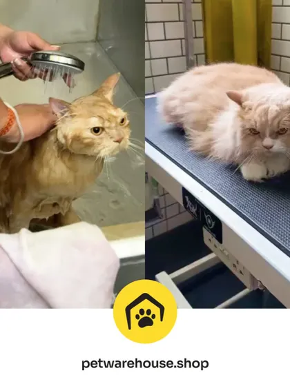 This before-and-after shot of a cat's bath time captures the transformation our clients praise. We're thrilled when our customers are satisfied with their pet's grooming.