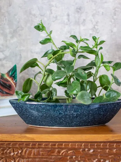 The unique boat shape of this ceramic planter makes it a conversation piece, perfect for displaying a collection of small plants or a single trailing one.