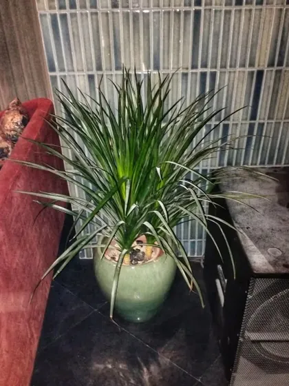This single, spiky Dracaena in a beautiful green glazed pot adds texture and a touch of green to a seating area. It's a simple yet effective way to bring life to smaller nooks and corners.