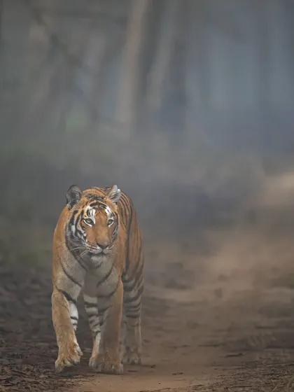 My first photograph from a trip to Philibit Tiger Reserve. It was a challenging journey, but the reward was this incredible encounter in the final hour of the safari.