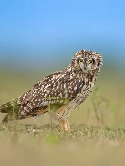 A Short-eared Owl on the ground, its large yellow eyes staring intently. These owls are often active during the day, providing unique photographic opportunities.