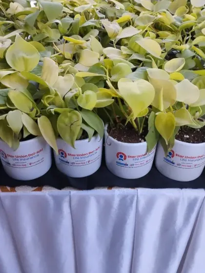 A large order of Golden Pothos plants prepared for a corporate event for Star Union Dai-ichi Life Insurance. Each plant is in a branded cylindrical pot, arranged neatly on a table for distribution.