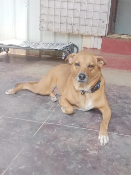This dog is the picture of relaxation, lounging on the cool floor. Dogs are free to choose their favorite napping spot, just like at home.