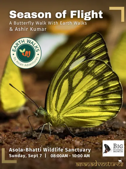 A Common Emigrant butterfly mud-puddling to gather essential minerals. Our "Season of Flight" walk at Asola-Bhatti Wildlife Sanctuary teaches participants about fascinating butterfly behaviors like this.