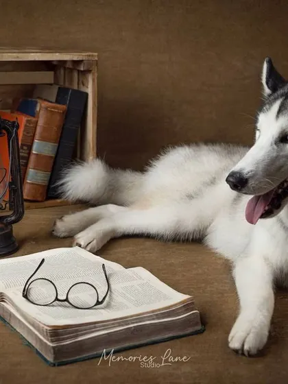 Another angle from our scholar-themed session, this Husky relaxes beside an open book and a glowing lantern. The warm lighting and rustic props create a cozy, storytelling atmosphere for this dog photoshoot.