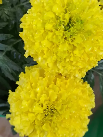 A close-up of two fluffy yellow marigolds.