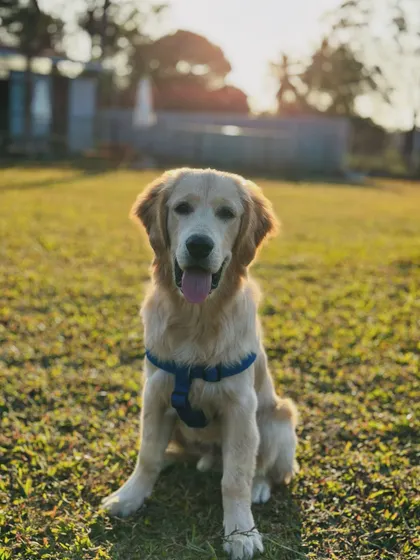 A happy golden retriever enjoying the sunshine on our spacious lawn.