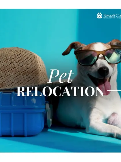 This cool and confident dog is ready for his next adventure. Our pet relocation services are designed to make every pet feel this relaxed about their big move.