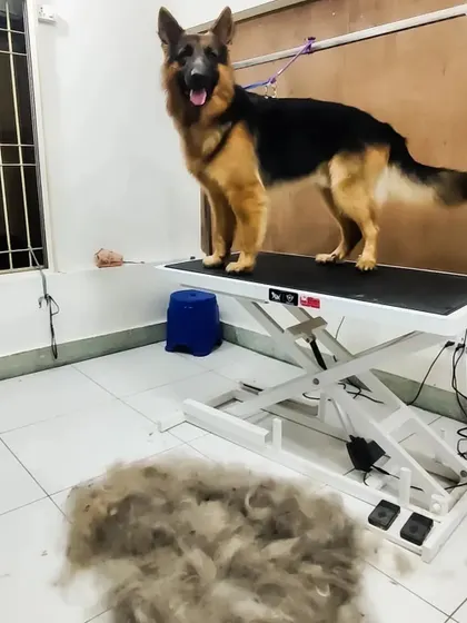 This is the result of a single de-shedding session with a German Shepherd. The pile of fur on the floor shows just how much loose undercoat I can remove, leaving your dog feeling lighter and your home much cleaner.