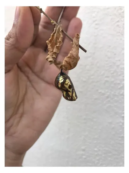 The golden chrysalis, a small but powerful source of design inspiration.
