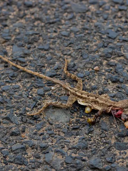 A heartbreaking moment from my trip to Gujarat. This female fan-throated lizard, full of eggs, was killed by a speeding vehicle. It’s a stark reminder of the impact we have on wildlife and why my work focuses on raising awareness for these forgotten victims.