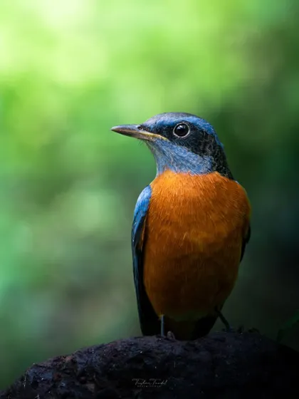 A Blue-capped Rock Thrush, a beautiful mix of orange and blue, captured in a moment of stillness.