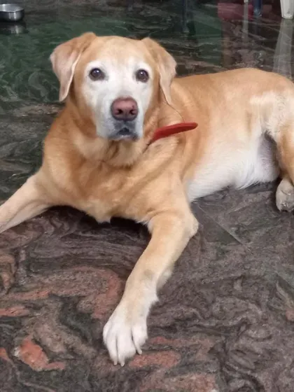 This senior Labrador is relaxing comfortably on the floor. We provide a calm and gentle environment for dogs of all ages and energy levels.