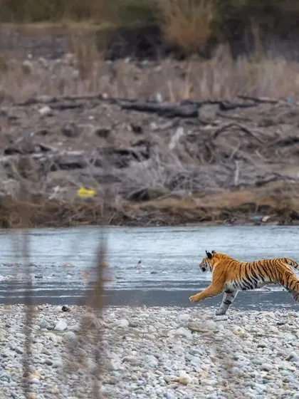 Pure adrenaline. The tigress explodes into action, sprinting across the rocky riverbed towards the water in a powerful display of speed and intent.