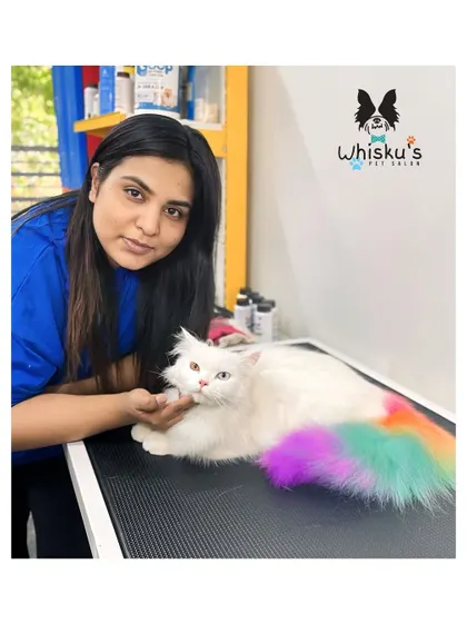 This white cat is rocking a creative, multi-colored tail. This is a fun way to add a pop of color and personality, and I teach how to do it safely in my advanced classes.