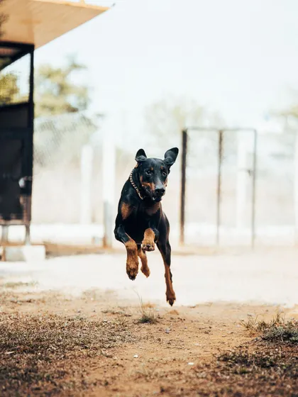 This Doberman is getting some serious air time. For high-energy breeds, exercises that allow them to run and jump are essential for their physical and mental well-being.