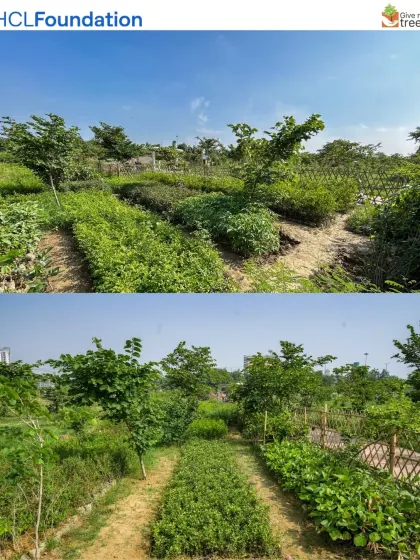 This is our Harit Upvan site in Greater Noida, a project we are developing with HCL. What was once a neglected area with cemented paths is now being transformed into a dense urban forest, bringing back biodiversity and creating a green lung for the community.