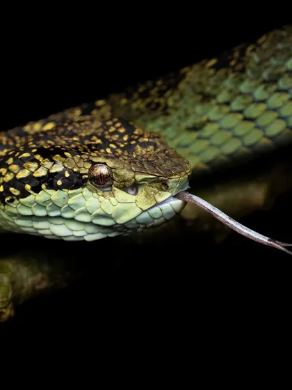 A Large-scaled Pit Viper flicks its tongue, a moment captured with patience and respect for the subject.