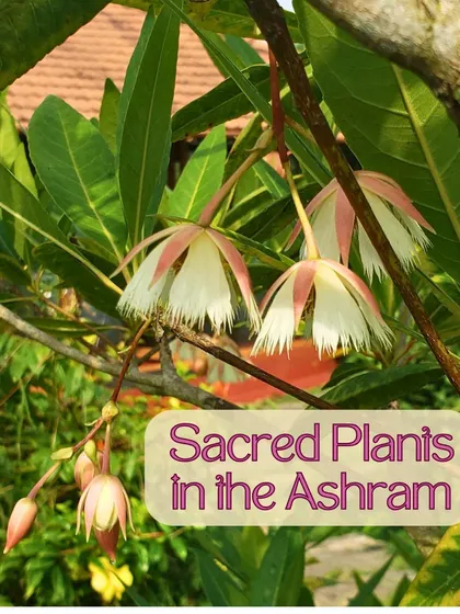 Captions for these will follow the same descriptive and serene tone, focusing on the specific flower, tree, or natural scene depicted and its connection to the ashram experience (e.g., "The Pink Trumpet tree in full bloom, a sign of spring at the ashram," "A lotus flower opens in the morning, just in time for meditation," "The sun's light filtering through the leaves, a reminder of the light within.").