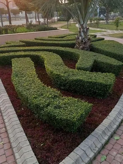 This is an example of detailed hedge work, where I shape shrubs into flowing, geometric patterns. This kind of topiary design adds a unique and artistic element to any large garden.
