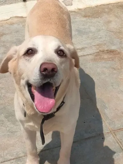 A happy Labrador from our special guests' floor, enjoying some one-on-one time on the rooftop.