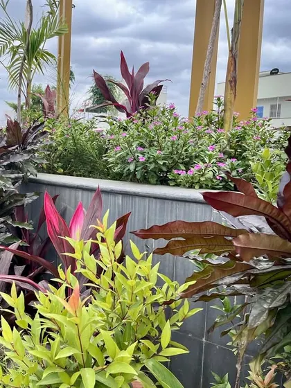 A close-up of a planter box at Serene Exotica, featuring a vibrant mix of Cordyline, Madagascar Periwinkle, and Ficus Christina to create texture and color contrast.