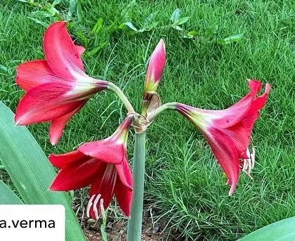 A vibrant red amaryllis flower in full bloom in our garden, captured by a guest. The vivid colors of nature contribute to the healing atmosphere.