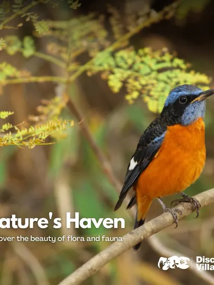 A vibrant Blue-capped Rock Thrush, one of the many beautiful bird species you can discover at our Nandi Hills property.