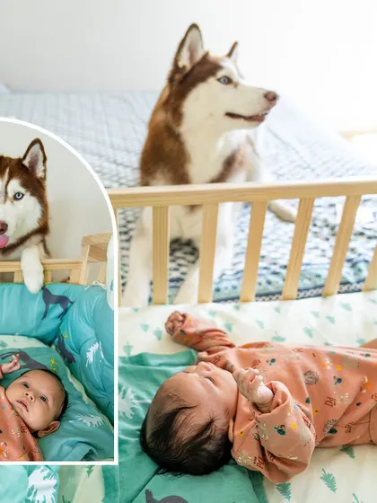 A collage showing a husky curiously peeking into a newborn's crib, showcasing the gentle introduction between a baby and a pet.