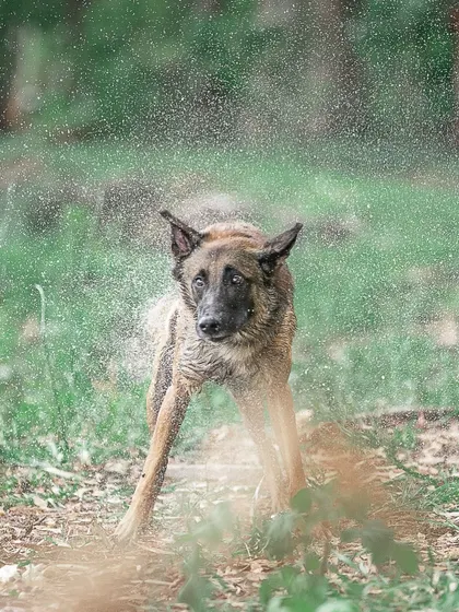 This image perfectly freezes the water spray around Floyd. It's a testament to capturing the split-second moments that define a pet's character.