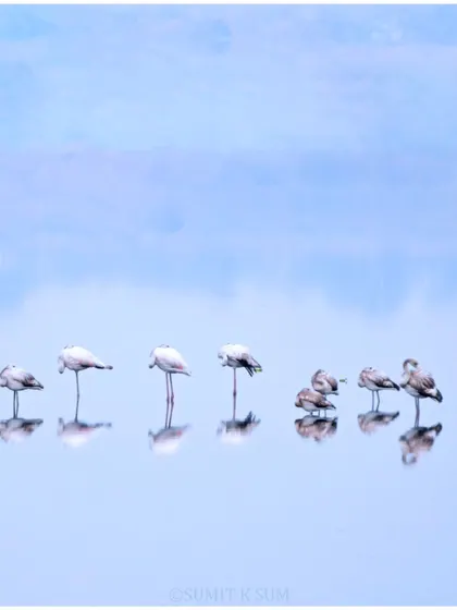 A slightly different composition of the flamingos, their reflections creating a beautiful, minimalist pattern.