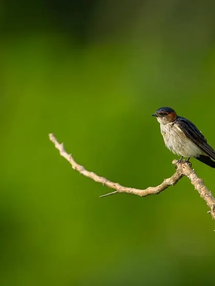 A Red-rumped Swallow perched on a gracefully curved twig. The minimalist composition and soft background highlight the bird's delicate form.