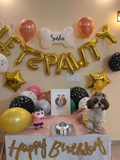 Sushi posing proudly next to her birthday setup. Our mini cakes are the perfect size for small breeds, ensuring they get their very own special treat.
