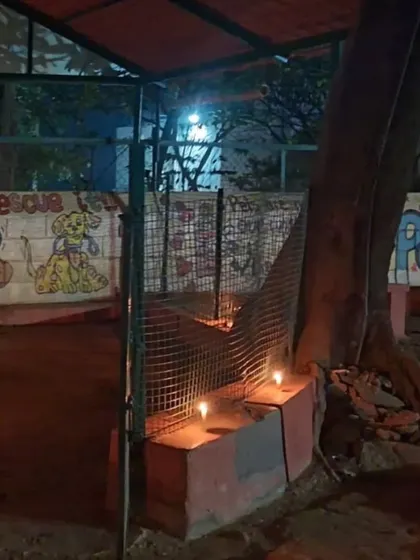 More of our Diwali decorations, with diyas lighting up the entrance to one of our enclosures. Safety and festivity go hand in hand.