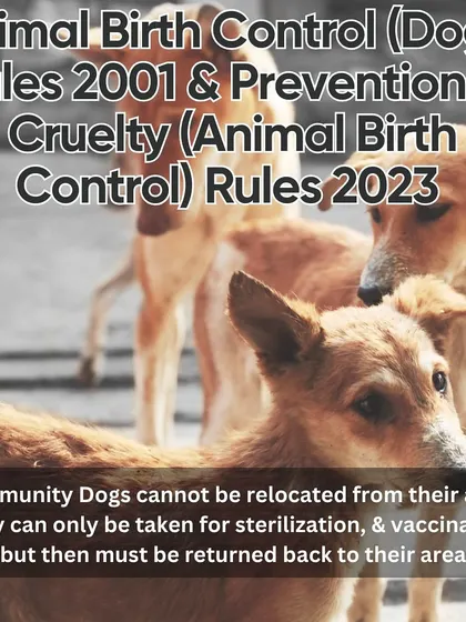 According to the Animal Birth Control Rules, community dogs cannot be permanently relocated. They can only be taken for sterilization and vaccination and must be returned to their original territory.