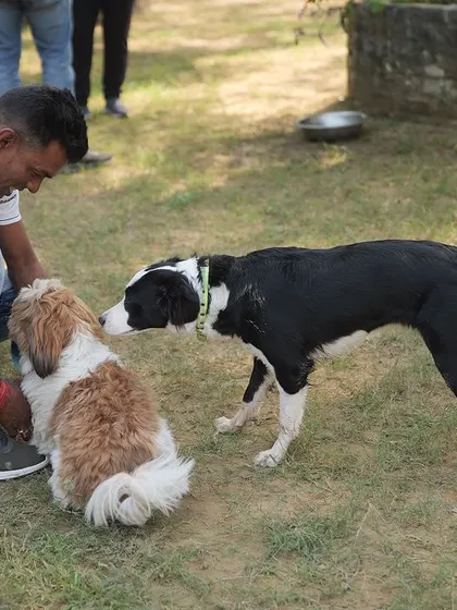 A guest interacting with two dogs during one of our social events. These gatherings are all about celebrating the bond between humans and their pets.
