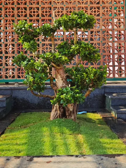 A beautiful bonsai tree serves as a living sculpture in this garden. I created a dedicated patch of grass to highlight it as a central feature.