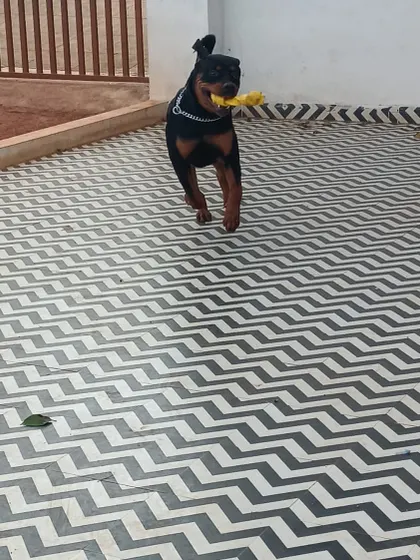 A Rottweiler happily running with his toy. Play is a crucial part of their stay with us.