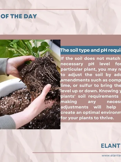 Tip of the day: Always check your plant's soil and pH requirements. Adding amendments like compost can help create the optimal soil environment for your plants to thrive.