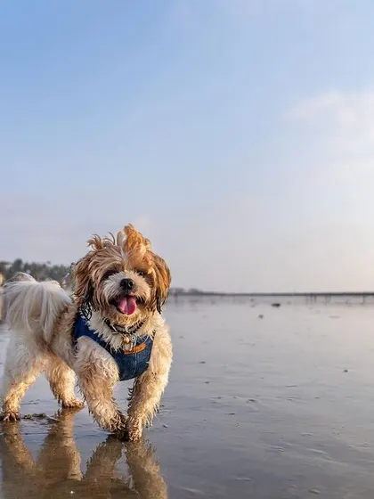 A happy Shih Tzu enjoying a walk on the beach. The wide-open space and the sea breeze make for a perfect photo opportunity.
