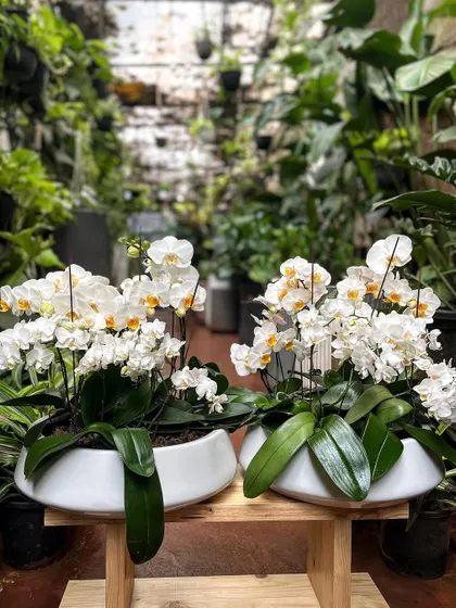 A pair of classic white orchid arrangements, ready to bring a touch of elegance to a client's home. Their graceful, arching stems and pristine flowers make them a timeless choice for any decor.