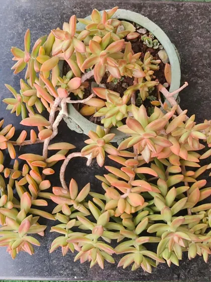 Look at the gorgeous peachy tones on this succulent. This is a sign of a healthy plant getting just the right amount of sunlight. Succulents are a great option for sunny balconies.
