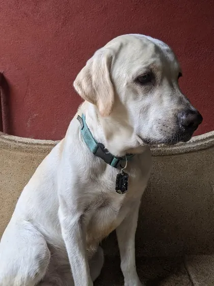 Bruno, looking calm and relaxed. A happy dog is a comfortable dog.