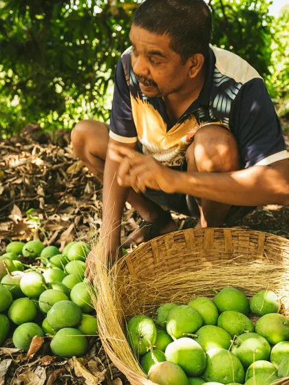 A farmer carefully sorting freshly harvested green mangoes into a basket. This image highlights the care and expertise involved in the harvesting process.